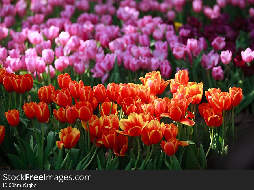 The blooming red and pink tulip in the garden at Thailand