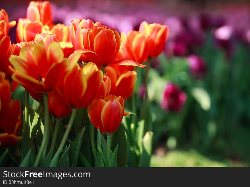 Red and Pink Tulip