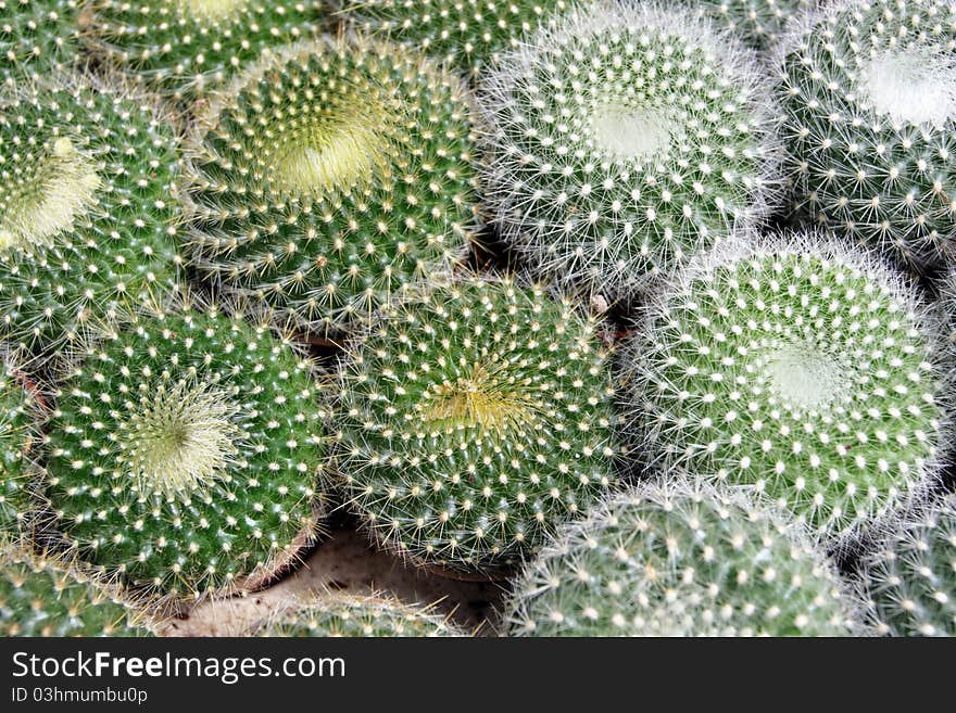 Stock image of cactus at Cameron Highland, Malaysia