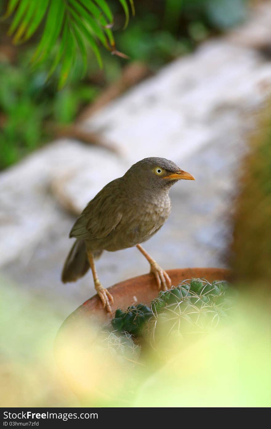 The Yellow-billed Babbler or White-headed Babbler (Turdoides affinis) is an Old World babbler endemic to southern India and Sri Lanka. The Yellow-billed Babbler is a common resident breeding bird in Sri Lanka and southern India. Its habitat is scrub, cultivation and garden land. This species, like most babblers, is not migratory, and has short rounded wings and a weak flight and is usually seen calling and foraging in groups. It is often mistaken for the Jungle Babbler, whose range overlaps in parts of southern India, although it has a distinctive call and tends to be found in more vegetated habitats