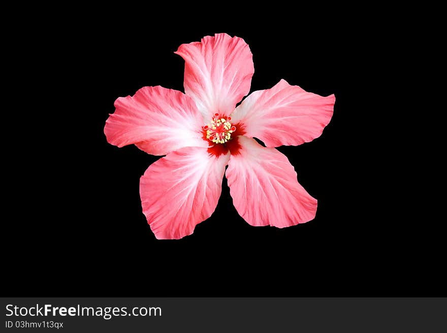 Hibiscus