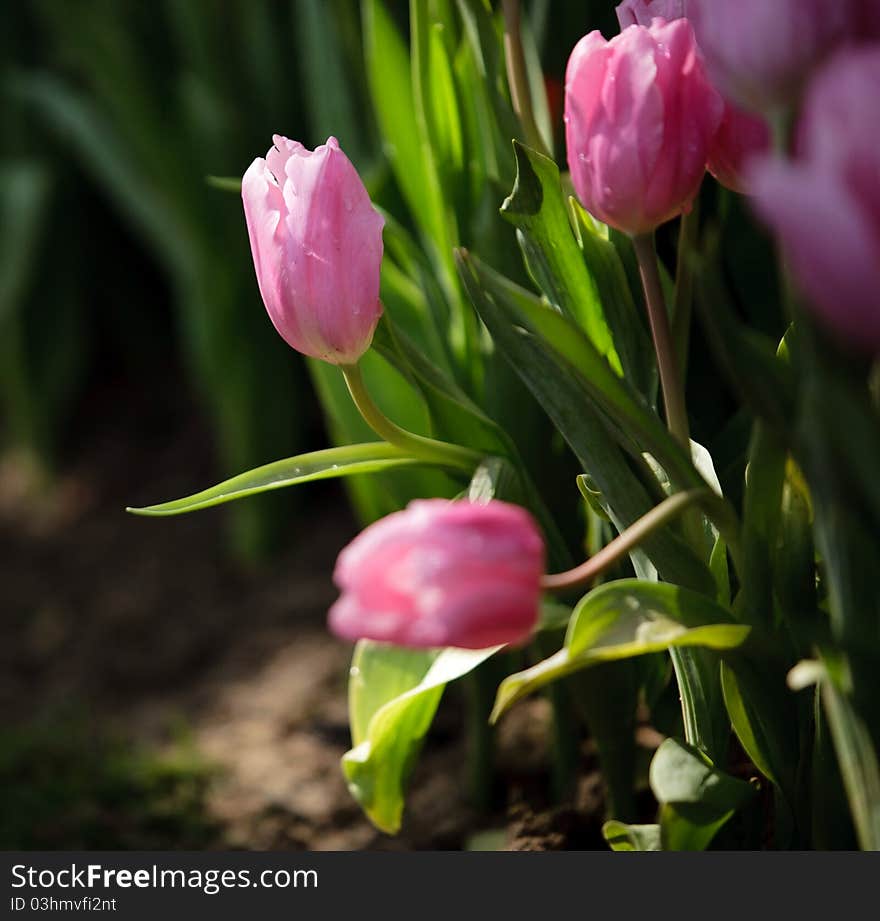 Pink Tulip