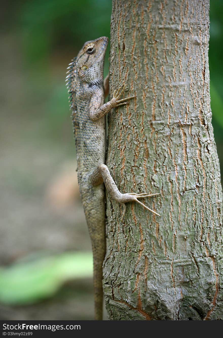 Closeup shot of camouflaged garden lizard looking beautiful.