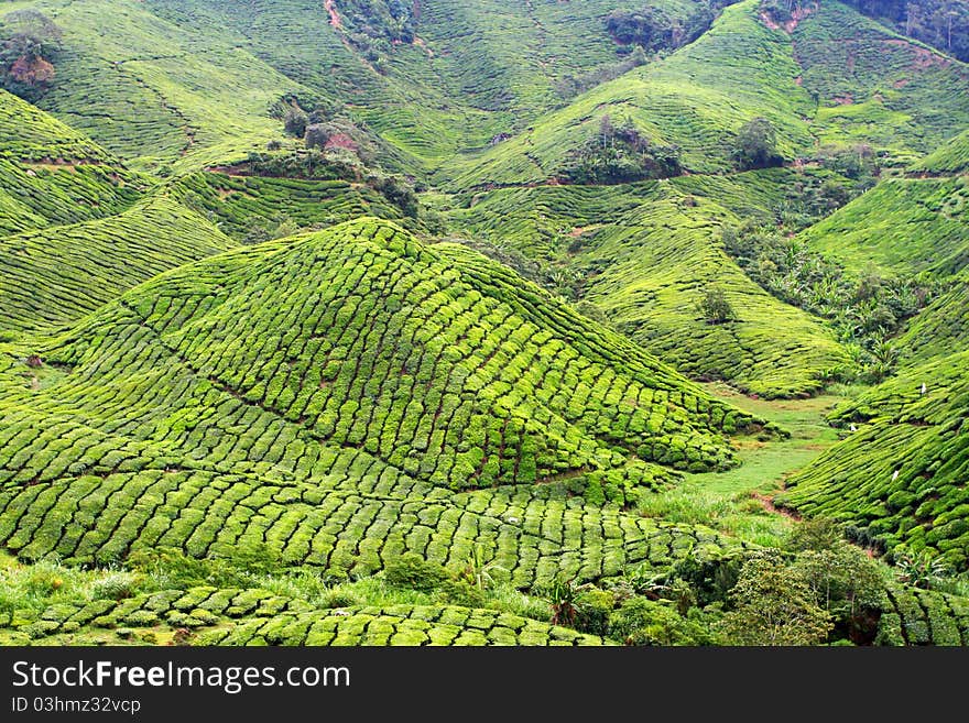 Tea plantation at the Cameron Highland, Malaysia