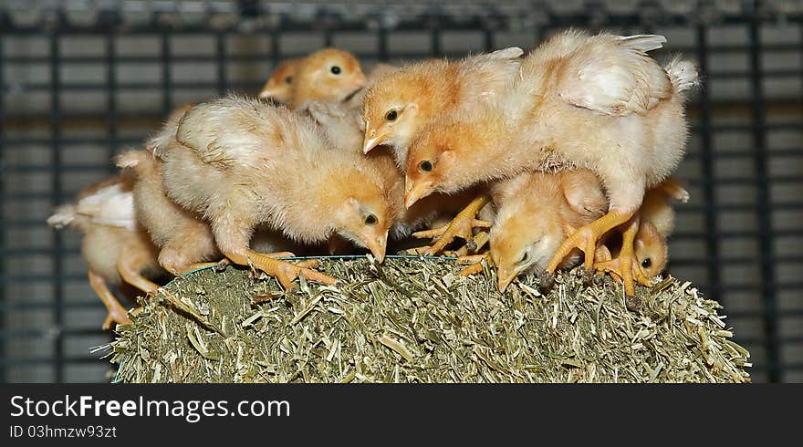 One week old layer chickens (free range) pecking from lucerne, against a dark background. One week old layer chickens (free range) pecking from lucerne, against a dark background