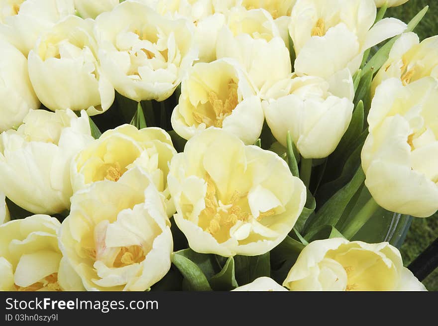 White tulips