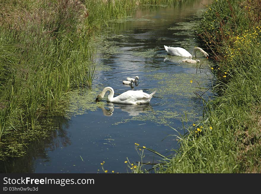 Two swans with baby swans in a ditch. Two swans with baby swans in a ditch