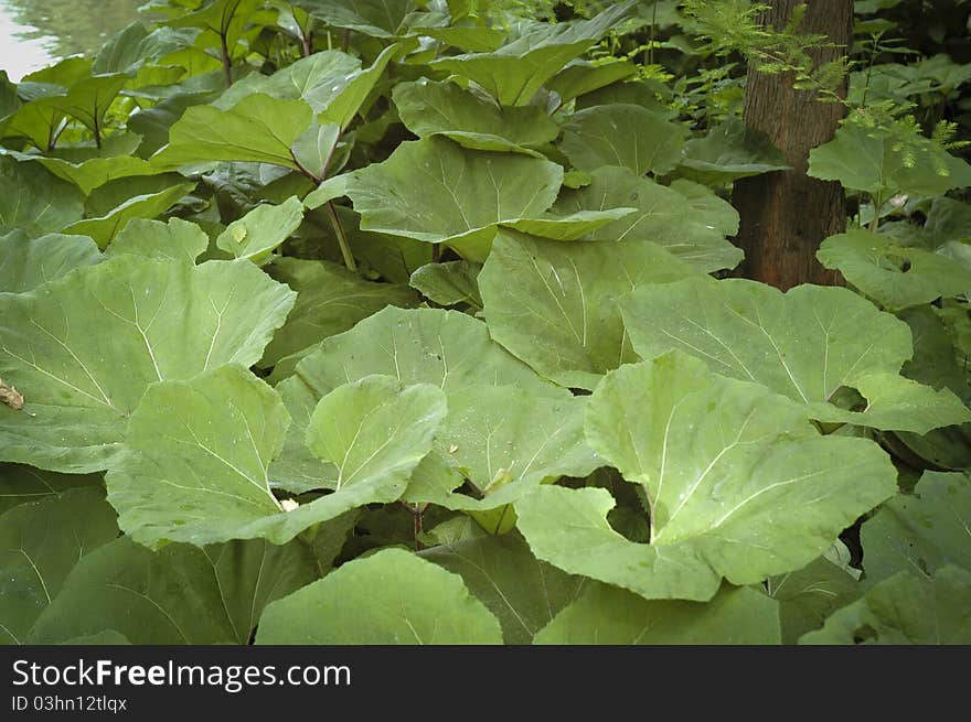 Closeup of the leaves of a  rhubarb plant