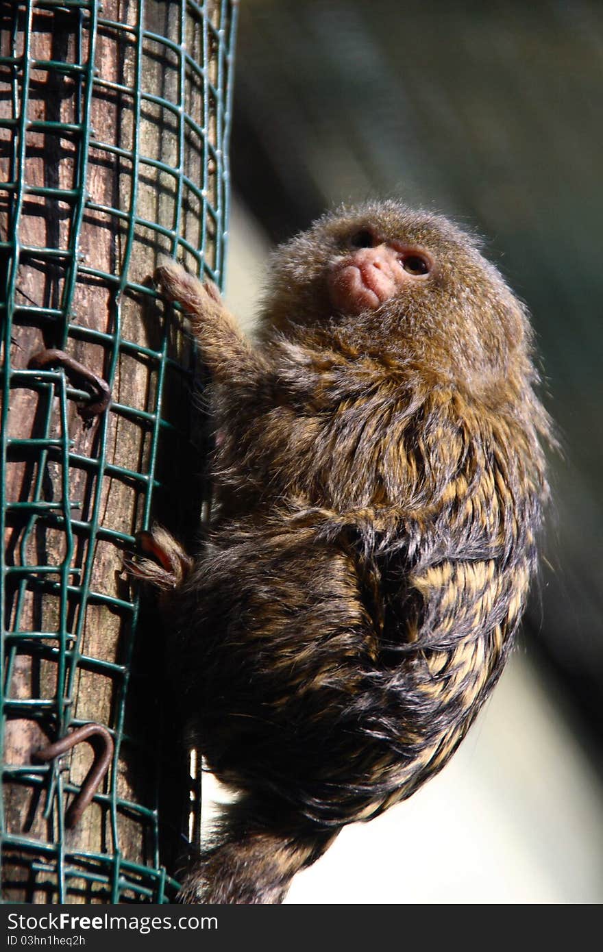 The brown monkey attached to a network around the branch. The brown monkey attached to a network around the branch