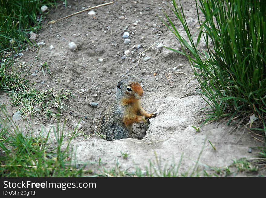 Groundsquirl crawls out of his hole. Groundsquirl crawls out of his hole