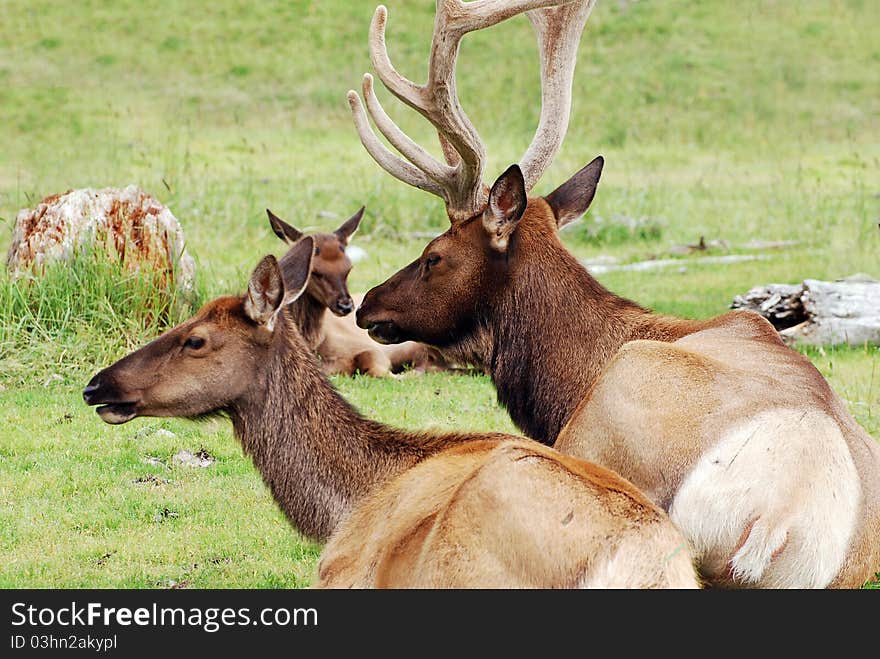 Elk at pasture near Anchorage, Alaska. Elk at pasture near Anchorage, Alaska