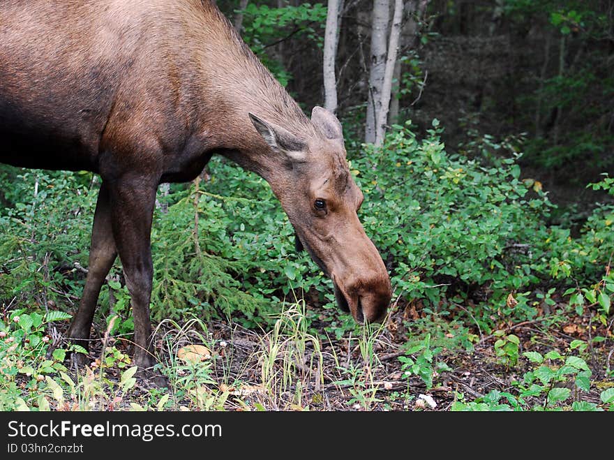 Cow Moose near Eagle River or Anchorage Alaska. Cow Moose near Eagle River or Anchorage Alaska