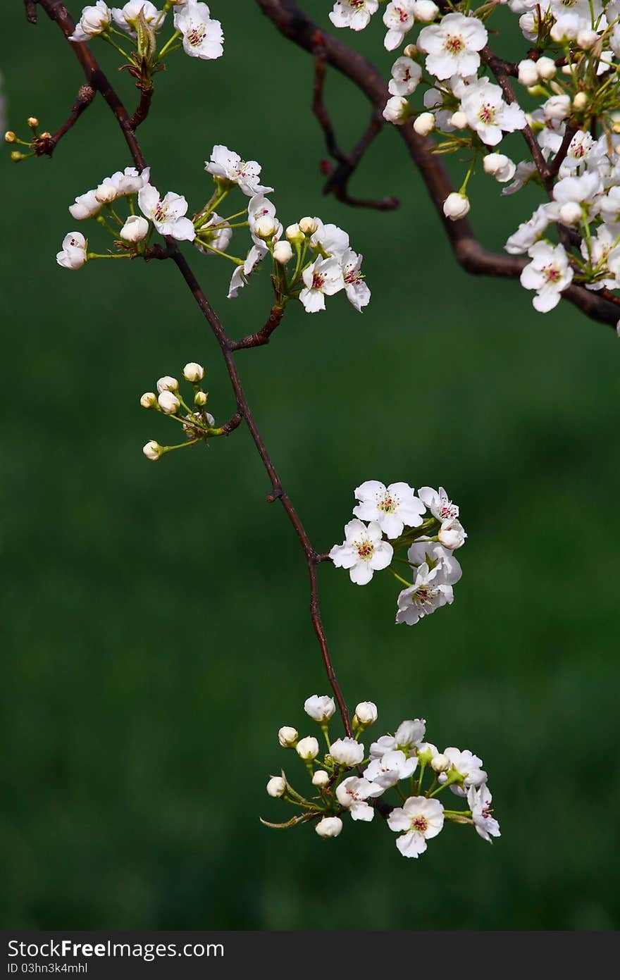 Pear flowers is blooming in spring.