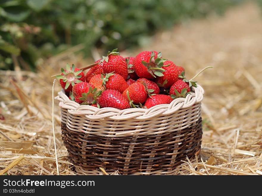 Strawberry in the basket on the field