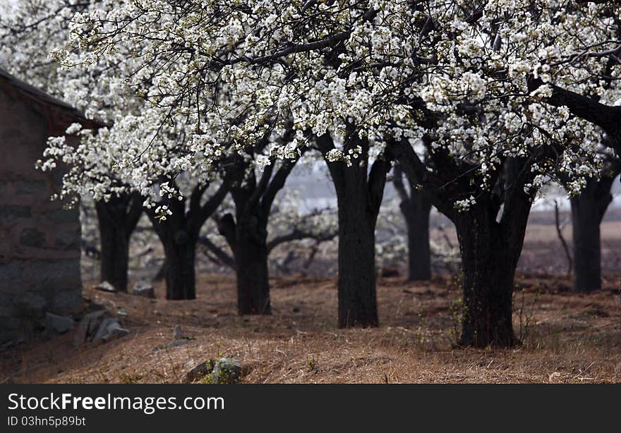 Pear woods is blooming in spring.