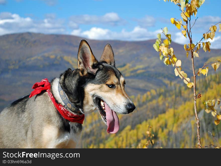 Alaskan Husky hiking up  a mountaintop. Alaskan Husky hiking up  a mountaintop