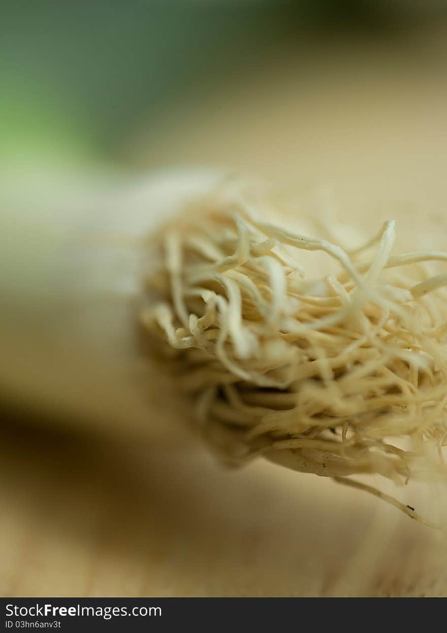 Macro image of the end of a leek. Macro image of the end of a leek