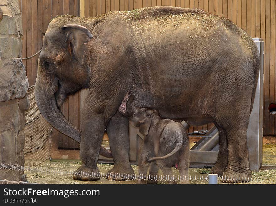 30 days old elephant baby during breastfeeding. 30 days old elephant baby during breastfeeding.