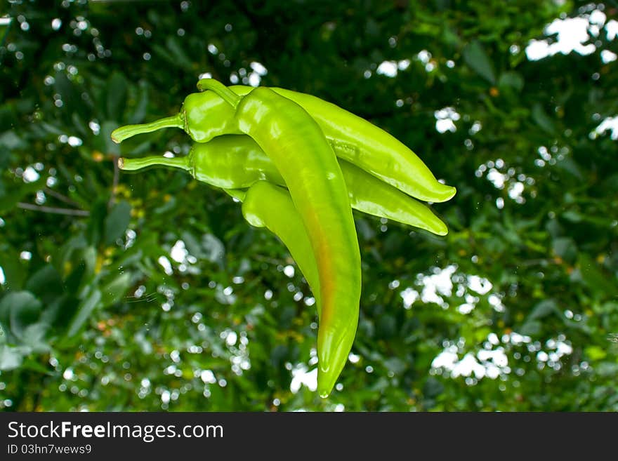 Green peppers from the garden