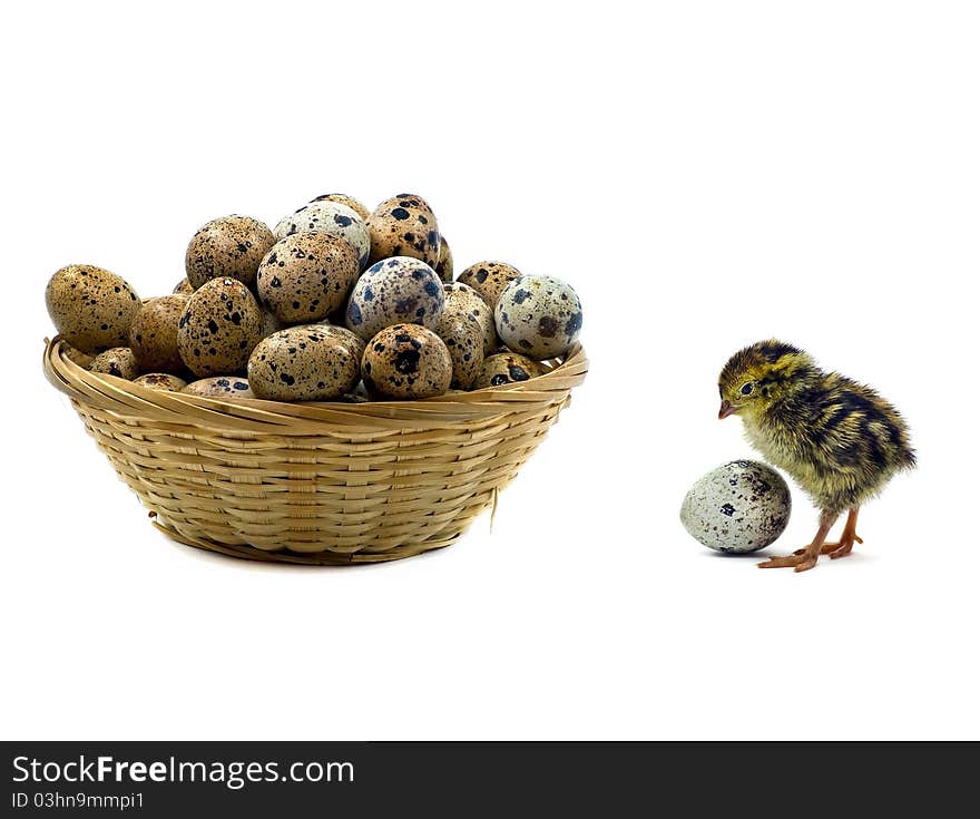 Baby Quails And Wood Basket Filled With Eggs