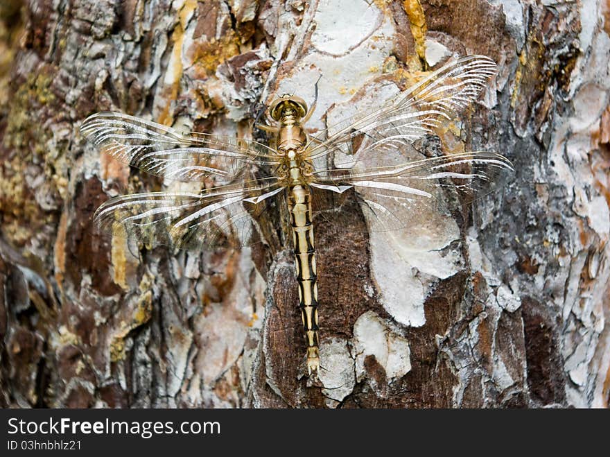 Dragonfly full-length sitting on the tree bark