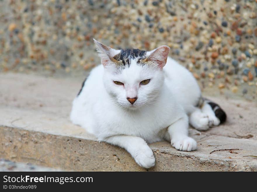 A cat portrait