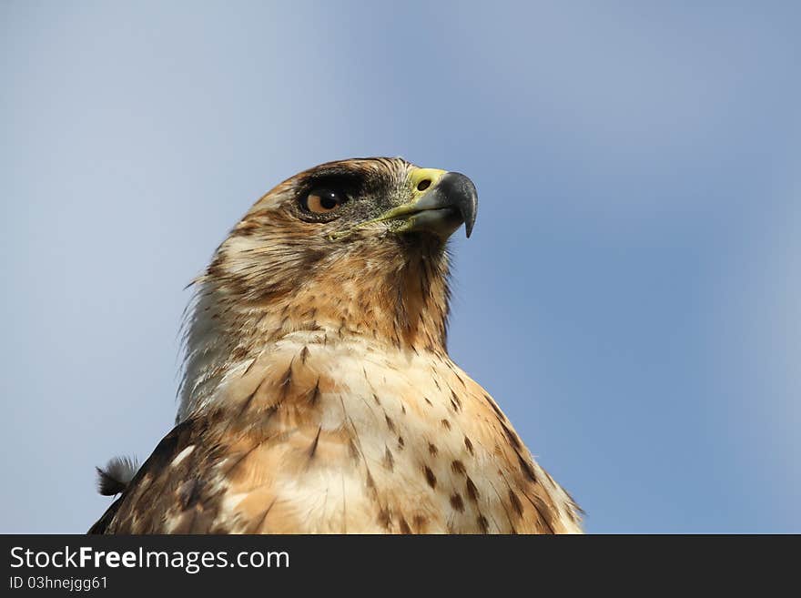 Galapagos Eagle