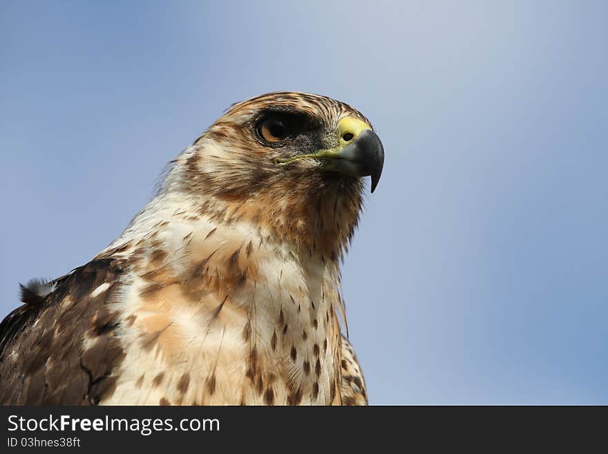 Galapagos Eagle