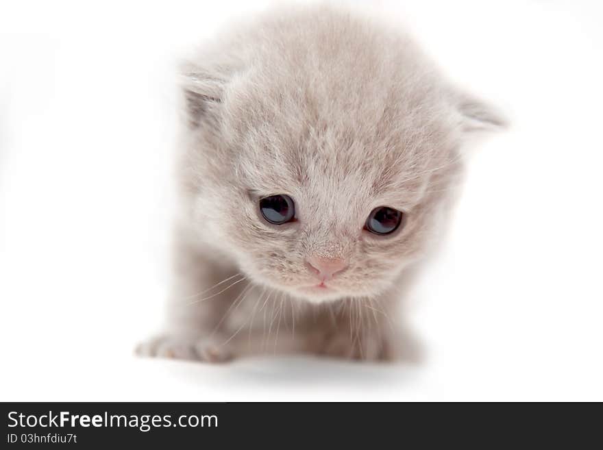 Poor scared kitten looks down attentively on a white background. Poor scared kitten looks down attentively on a white background