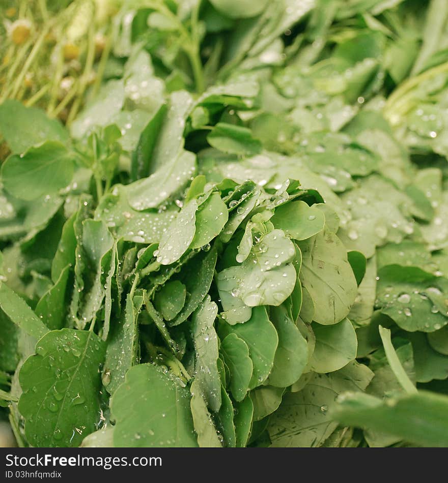 Fresh cooking herb in the supermarket. Fresh cooking herb in the supermarket