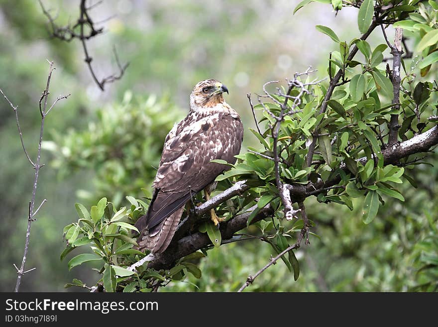 Galapagos Eagle