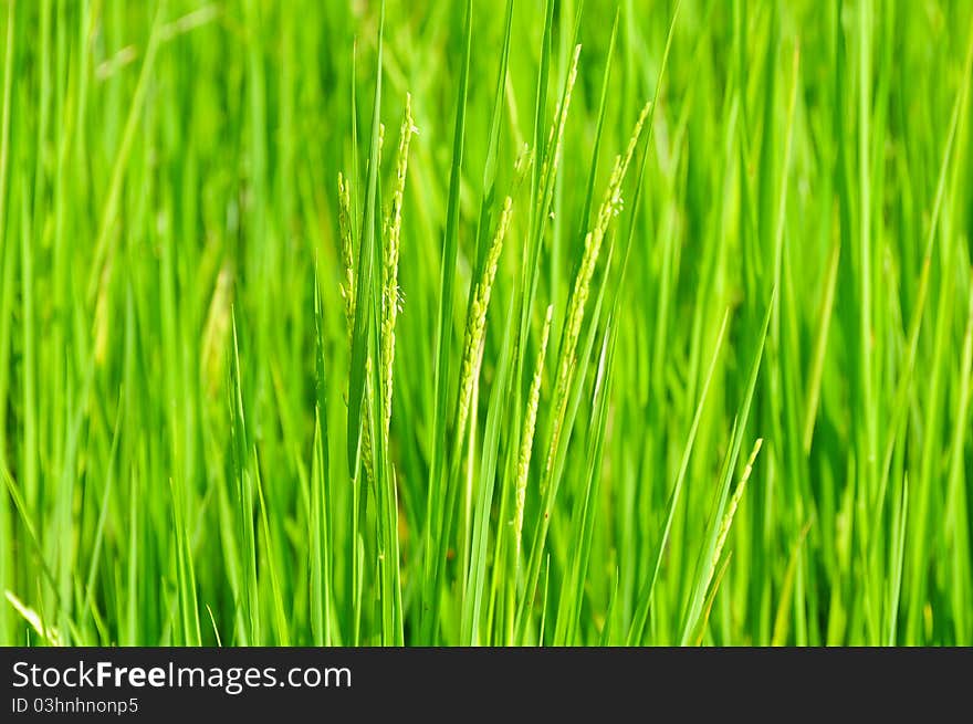 Green filed  of rice, used to background. Green filed  of rice, used to background