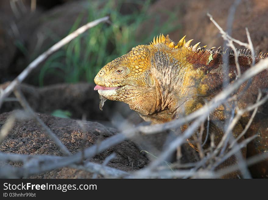 Iguana from Galapagos island, Equador