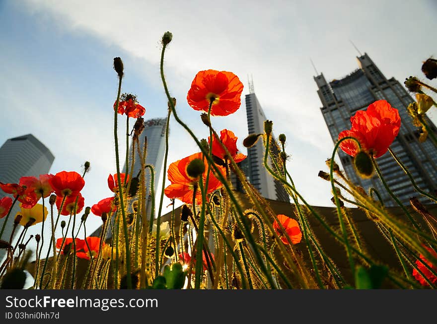 Flowers and Banking Buildings