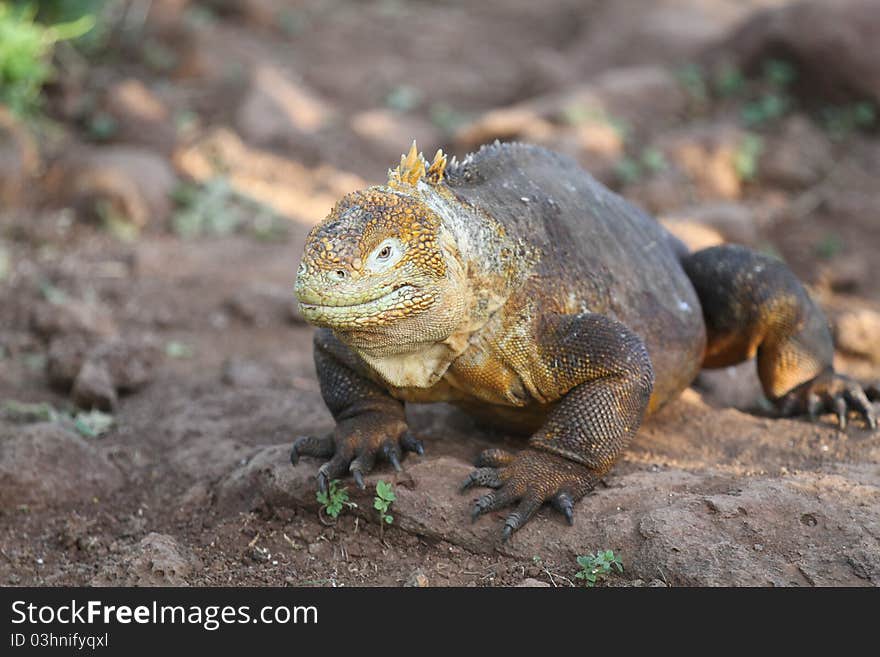 Iguana from Galapagos island, Equador