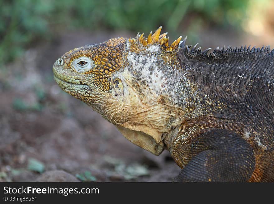 Iguana from Galapagos island, Equador