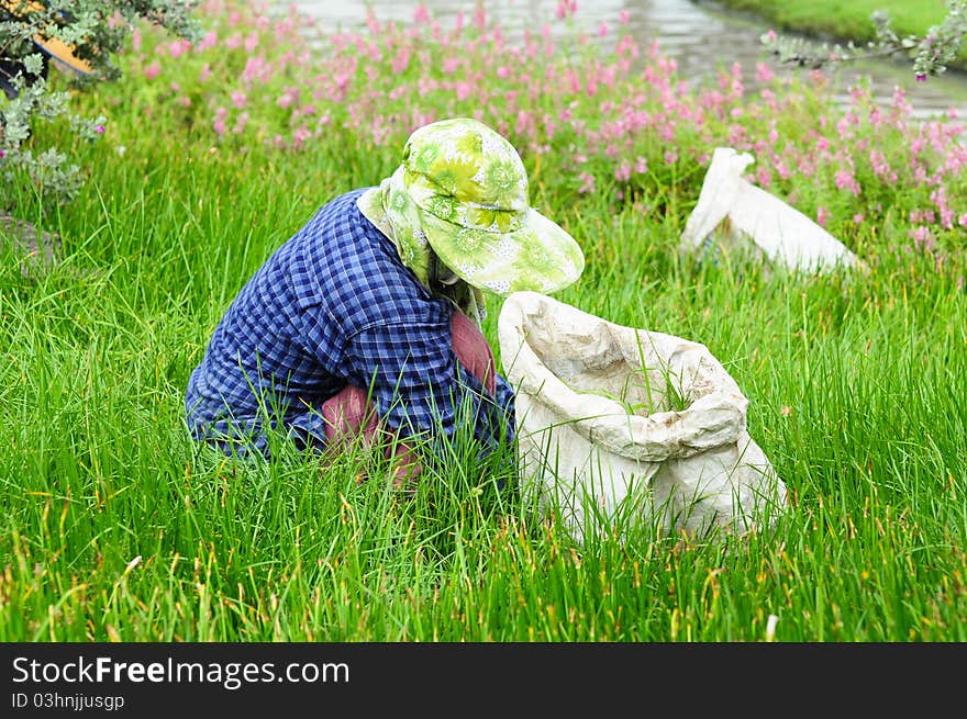 Farmer working in the field