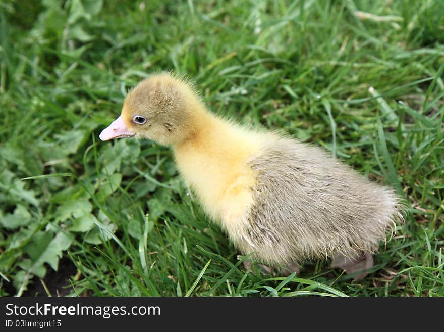 Cute baby goose on grass. Cute baby goose on grass