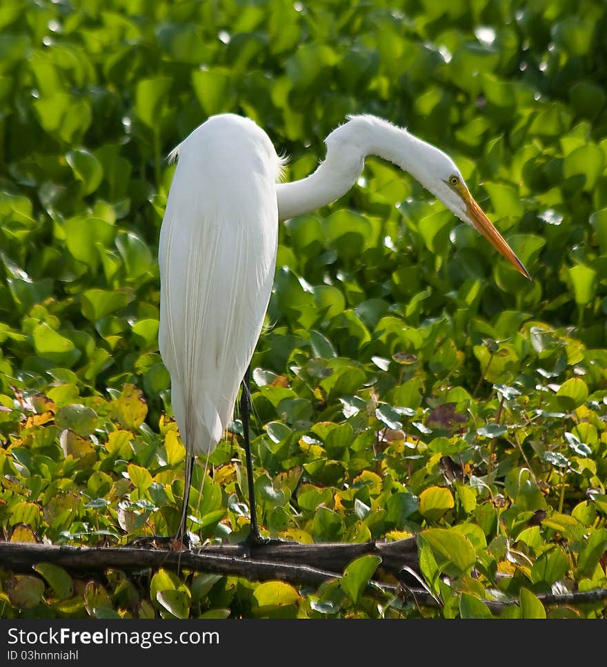 Great Egret