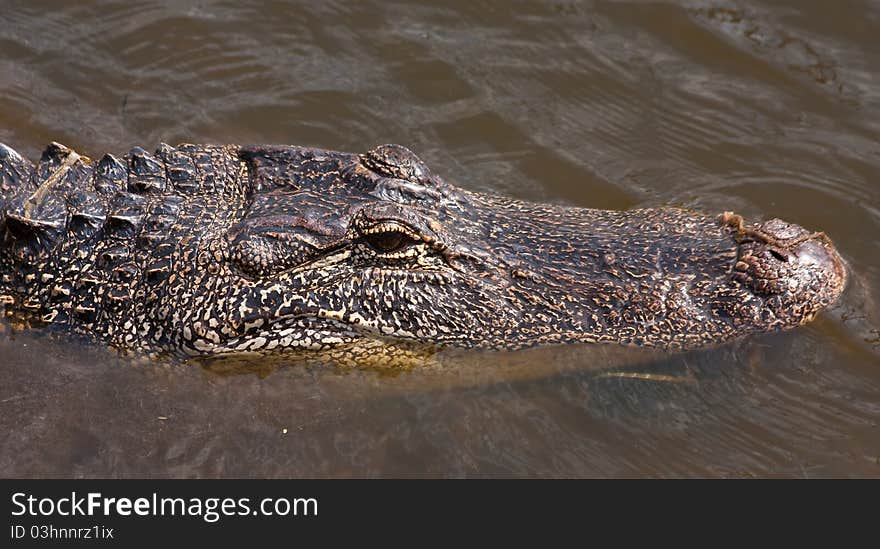 Alligator swimming up a channel on a quiet day