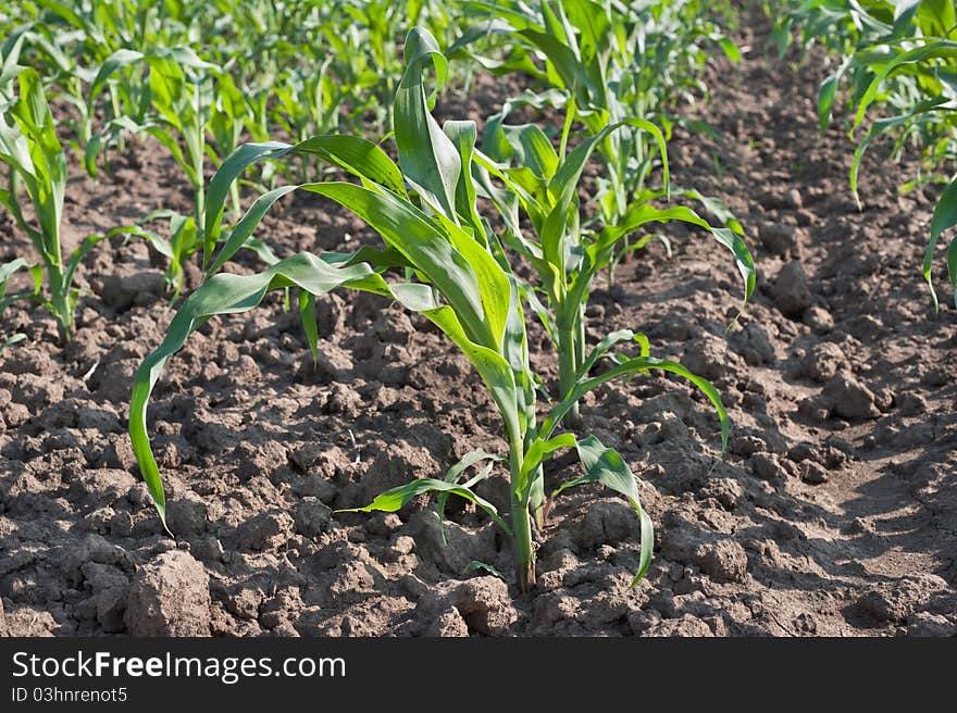 Corn field