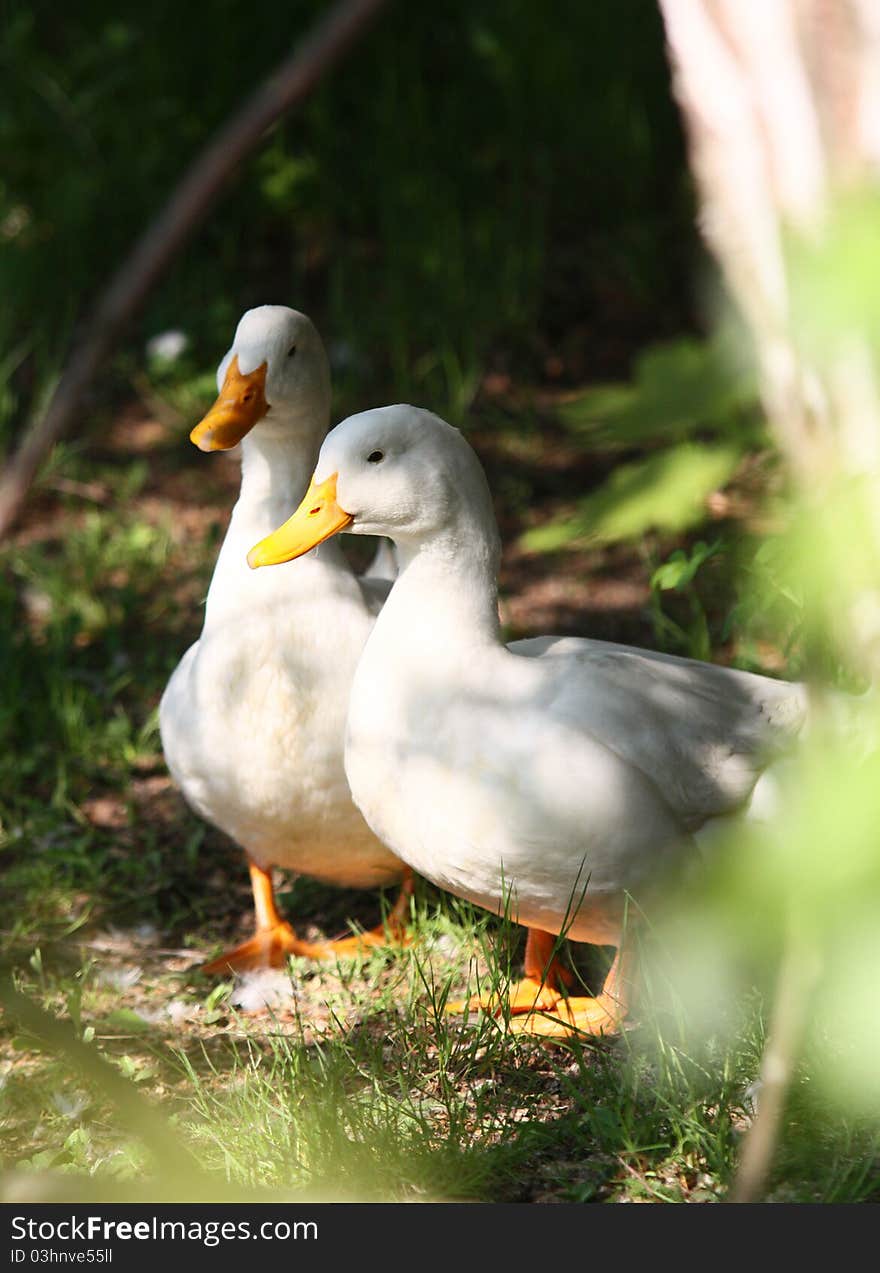 White domestic duck in garden