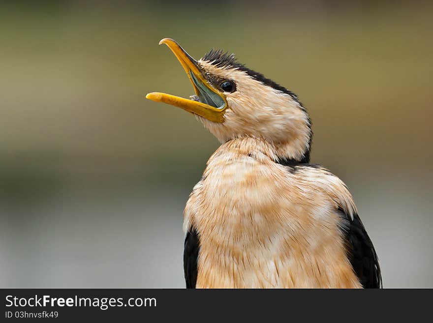 Pied Cormorant call