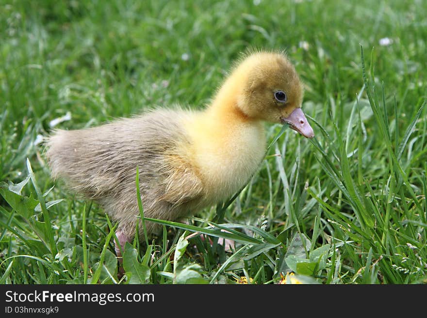 A Baby goose on grass. A Baby goose on grass