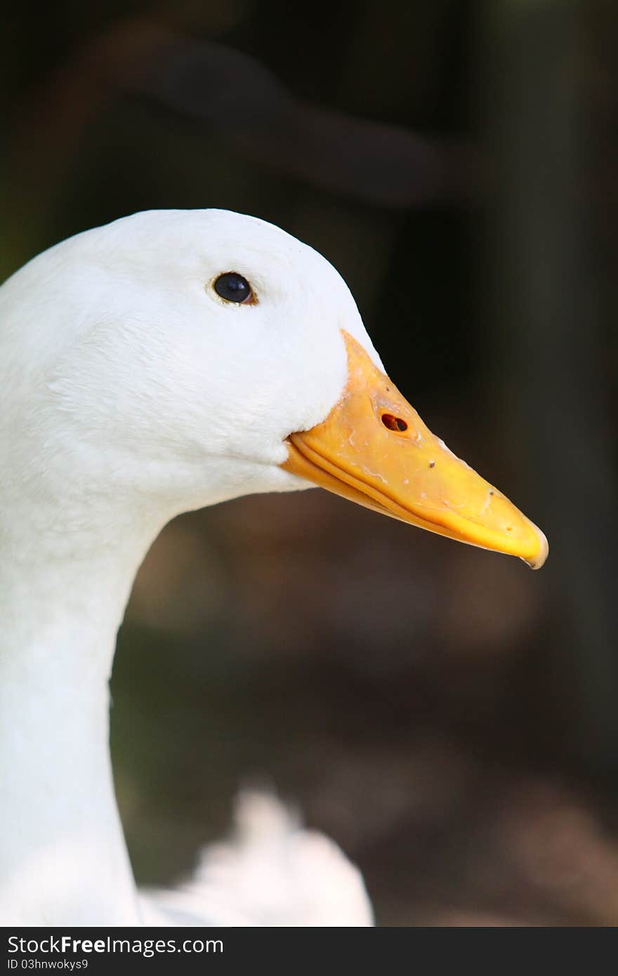 White domestic duck in garden