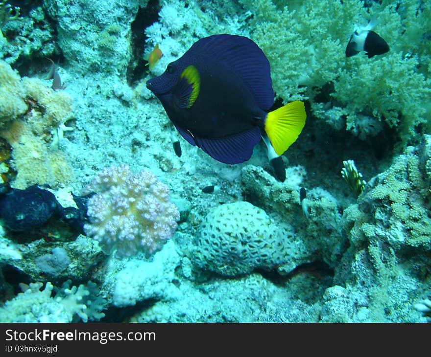 A small, blue and yellow fish in front of a coral reef at Sharm el Sheikh, Egypt in the Red Sea. A small, blue and yellow fish in front of a coral reef at Sharm el Sheikh, Egypt in the Red Sea