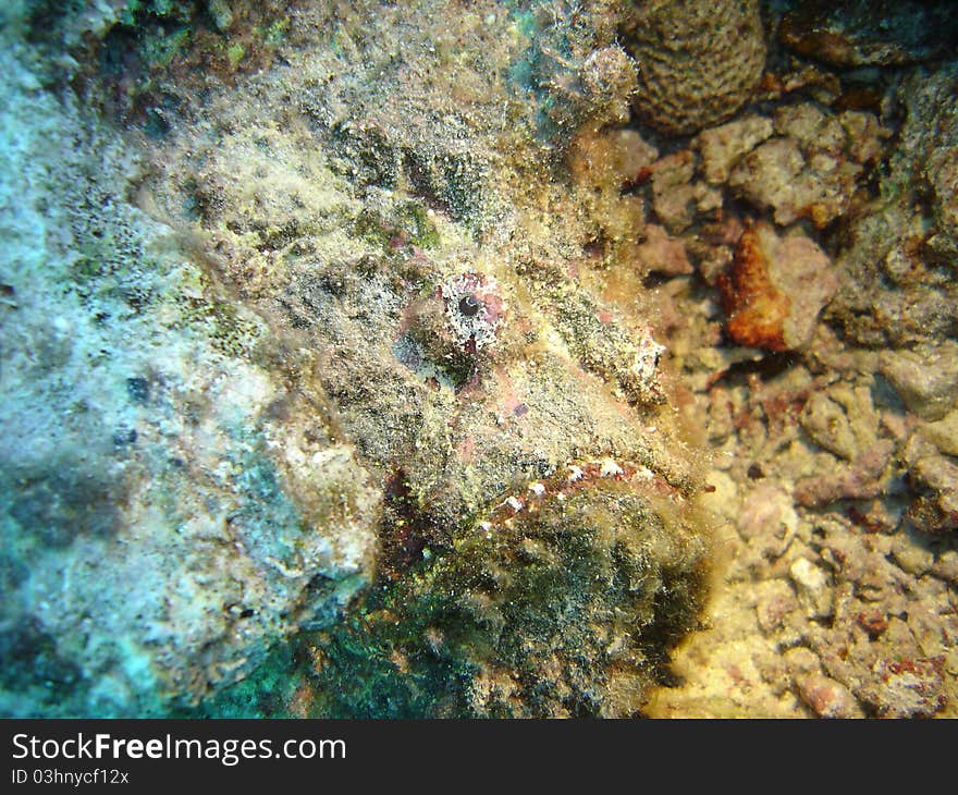 A well camouflaged stone fish in the Red Sea near Sharm El Sheikh, Egypt