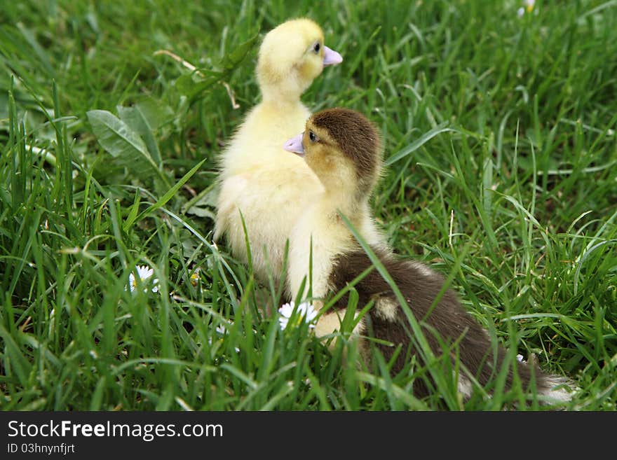 Ducklings