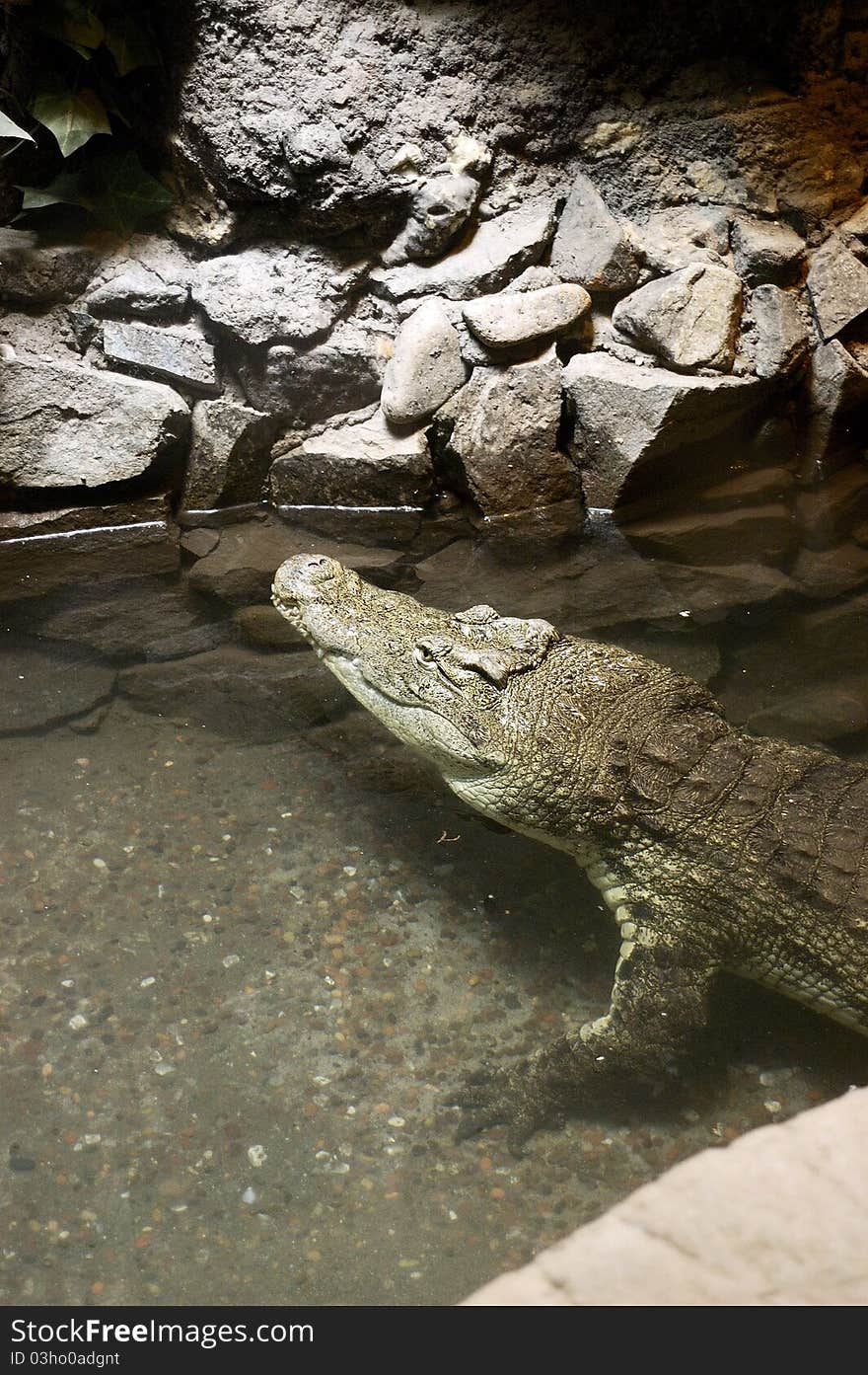 Crocodile drawing his head above water