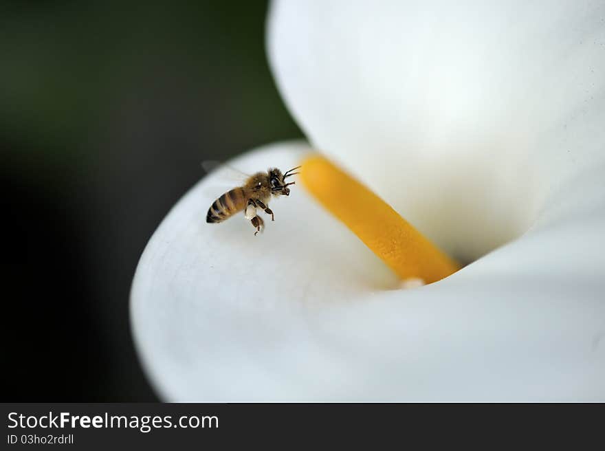 Bee collecting honey